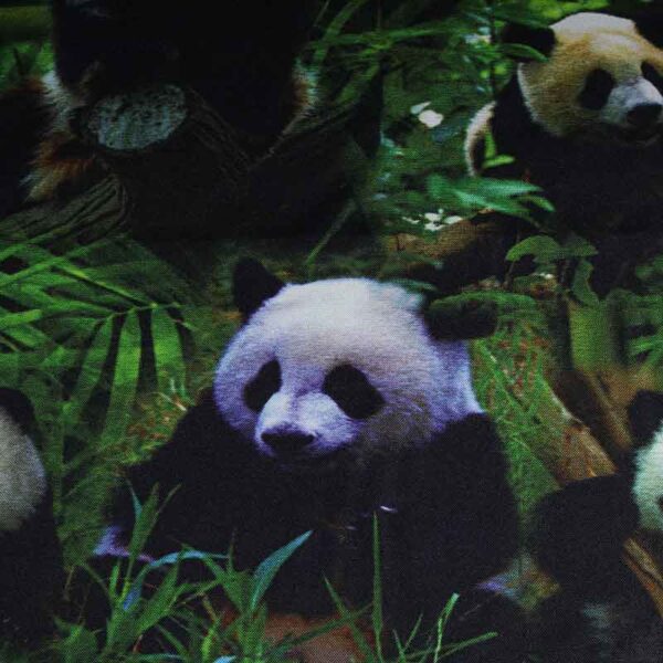 Terlenka-Stoff Panda digital bedruckt